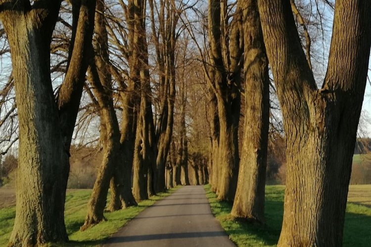 Alleys, tree lines, paths