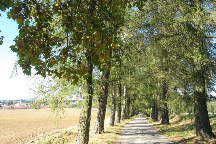 Kalisz Alley