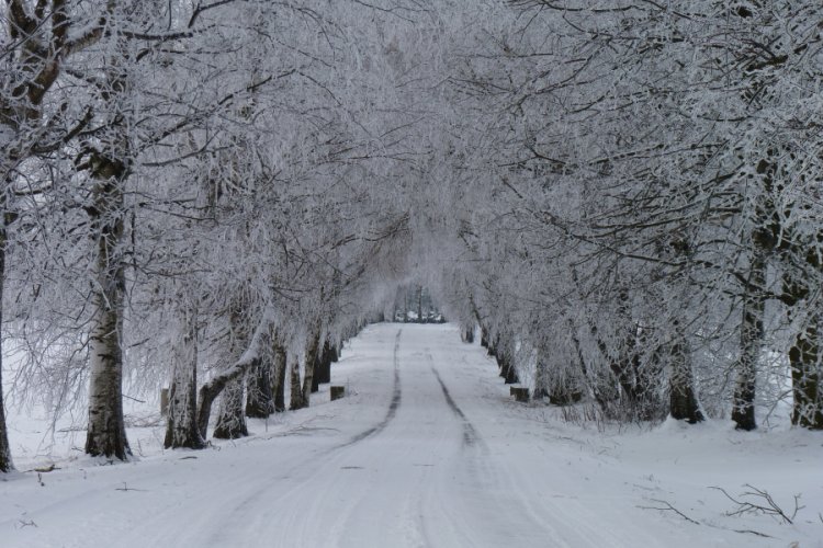 Birch avenue Radostín - Borky
