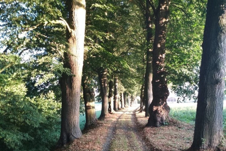 Linden avenue Batelov