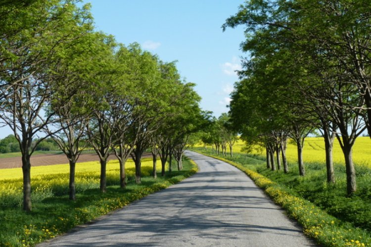 Crane avenue Střížov - Marieves