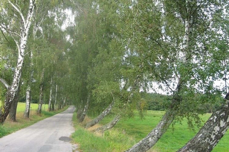 Alley to Mirošov