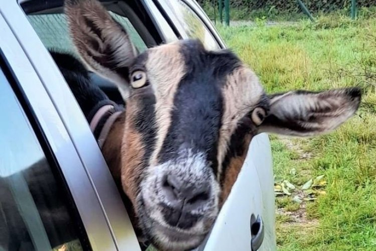 Domestic goats, actresses by profession