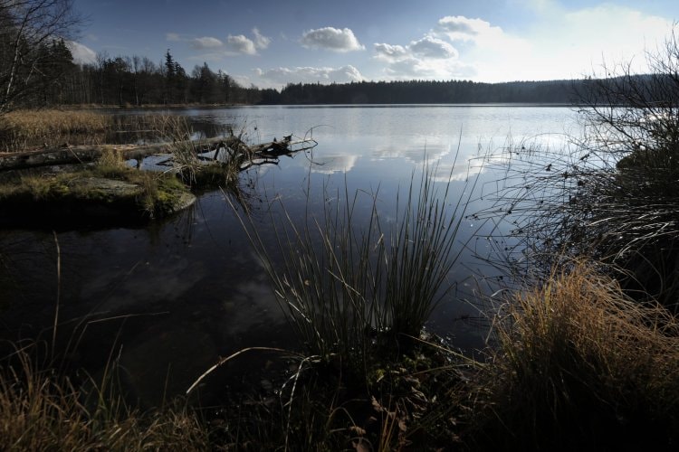 Řásna - Velký Pařezitý rybník