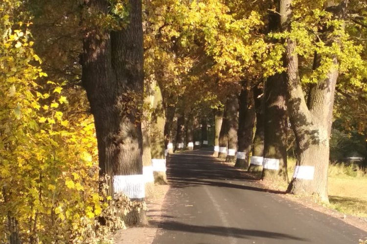 Oak alley Kostelec u Jihlavy