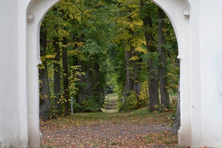 Plander lime avenue