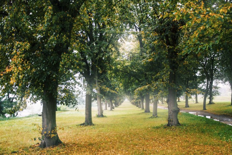 Four-row lime avenue at Hrádek - Třebíč